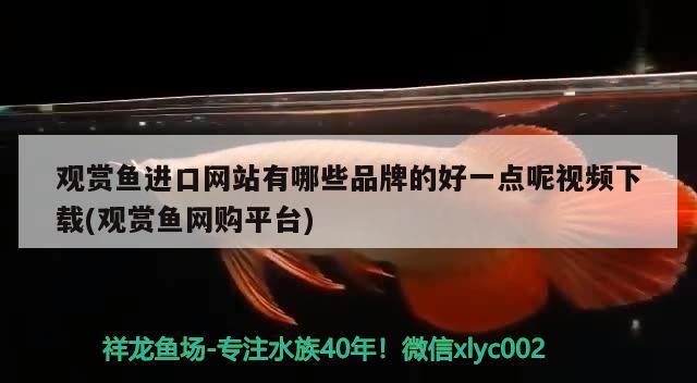 观赏鱼进口网站有哪些品牌的好一点呢视频下载(观赏鱼网购平台)