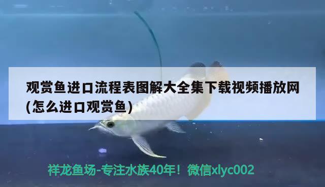 观赏鱼进口流程表图解大全集下载视频播放网(怎么进口观赏鱼) 观赏鱼进出口