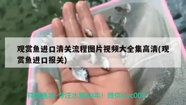 观赏鱼进口清关流程图片视频大全集高清(观赏鱼进口报关) 观赏鱼进出口