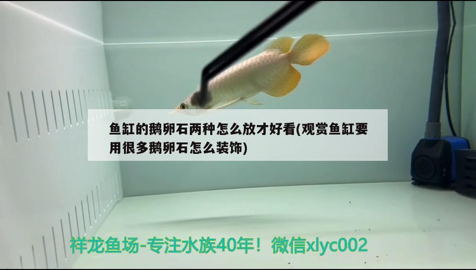 鱼缸的鹅卵石两种怎么放才好看(观赏鱼缸要用很多鹅卵石怎么装饰) 观赏龟/鳖饲料