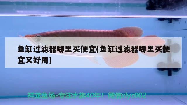 鱼缸过滤器哪里买便宜(鱼缸过滤器哪里买便宜又好用) 广州水族器材滤材批发市场