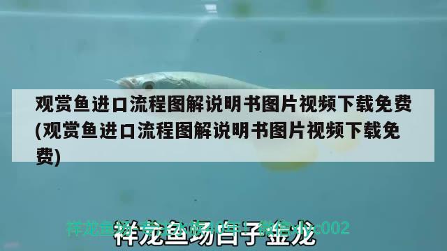 观赏鱼进口流程图解说明书图片视频下载免费(观赏鱼进口流程图解说明书图片视频下载免费) 观赏鱼进出口