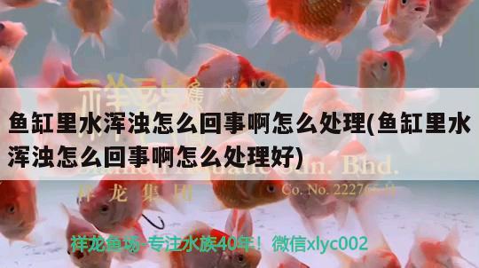 鱼缸里水浑浊怎么回事啊怎么处理(鱼缸里水浑浊怎么回事啊怎么处理好)