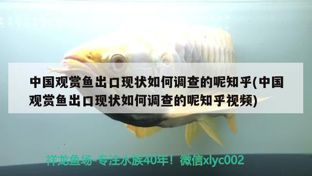 中国观赏鱼出口现状如何调查的呢知乎(中国观赏鱼出口现状如何调查的呢知乎视频) 观赏鱼进出口