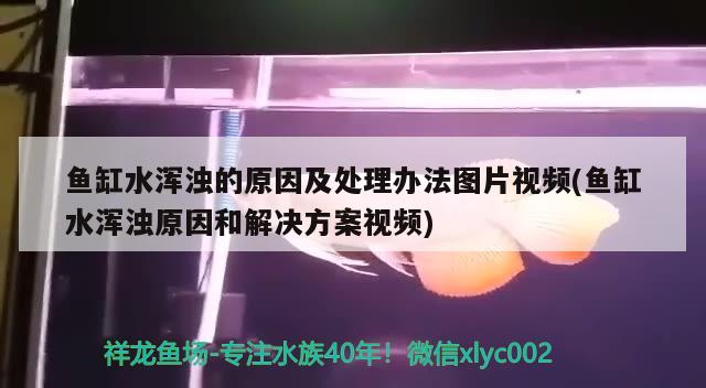 鱼缸水浑浊的原因及处理办法图片视频(鱼缸水浑浊原因和解决方案视频)