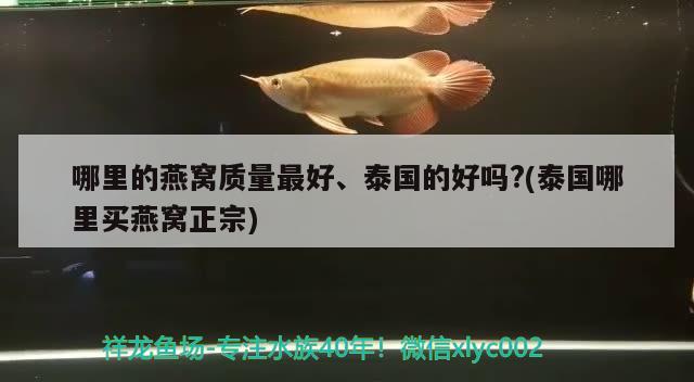 哪里的燕窝质量最好、泰国的好吗?(泰国哪里买燕窝正宗) 马来西亚燕窝