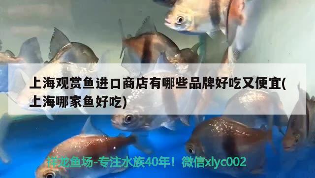 上海观赏鱼进口商店有哪些品牌好吃又便宜(上海哪家鱼好吃)