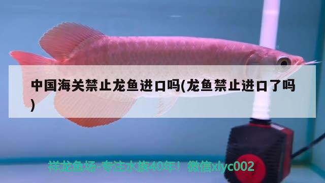中国海关禁止龙鱼进口吗(龙鱼禁止进口了吗)