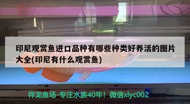 印尼观赏鱼进口品种有哪些种类好养活的图片大全(印尼有什么观赏鱼)