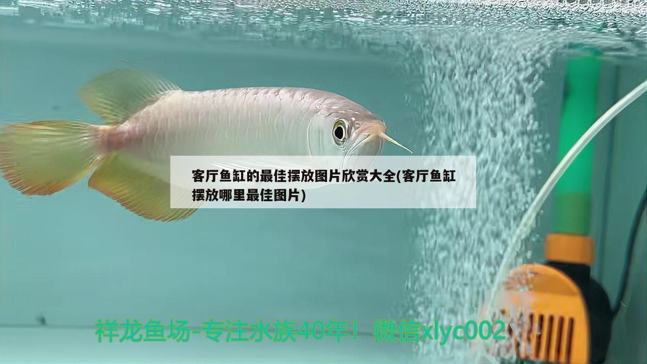 客厅鱼缸的最佳摆放图片欣赏大全(客厅鱼缸摆放哪里最佳图片) 肥料 第2张