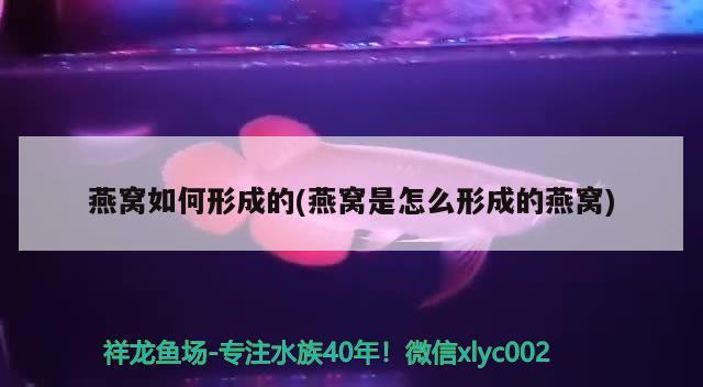 燕窝如何形成的(燕窝是怎么形成的燕窝) 马来西亚燕窝