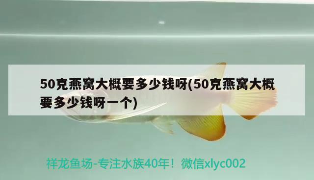 50克燕窝大概要多少钱呀(50克燕窝大概要多少钱呀一个)