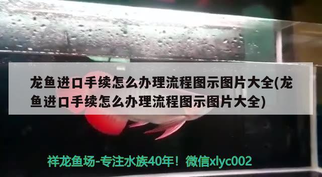 龙鱼进口手续怎么办理流程图示图片大全(龙鱼进口手续怎么办理流程图示图片大全)