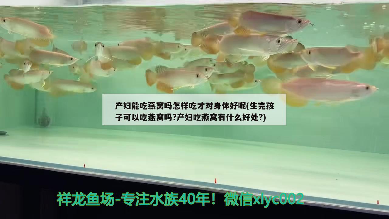 产妇能吃燕窝吗怎样吃才对身体好呢(生完孩子可以吃燕窝吗?产妇吃燕窝有什么好处?) 马来西亚燕窝