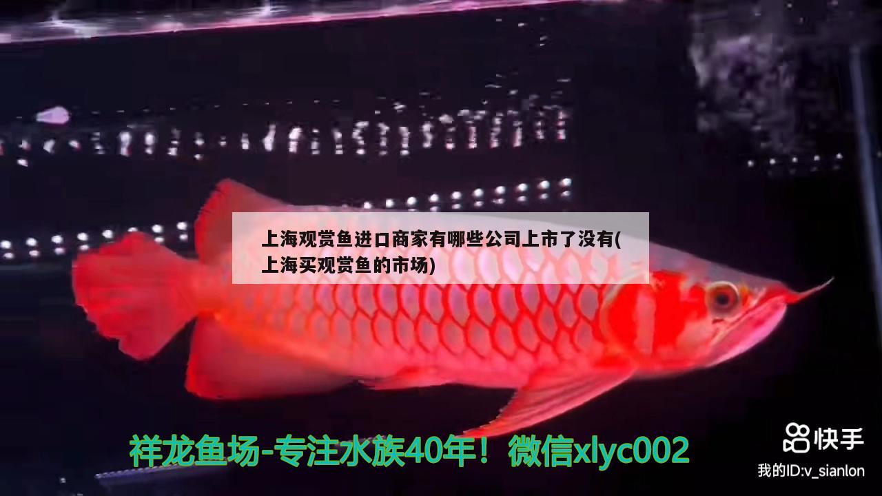 上海观赏鱼进口商家有哪些公司上市了没有(上海买观赏鱼的市场)