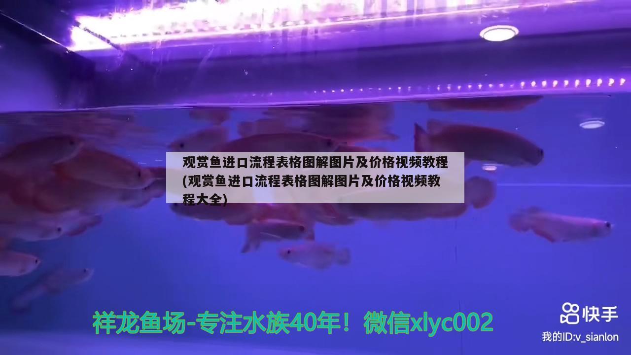 观赏鱼进口流程表格图解图片及价格视频教程(观赏鱼进口流程表格图解图片及价格视频教程大全) 观赏鱼进出口