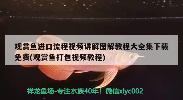 观赏鱼进口流程视频讲解图解教程大全集下载免费(观赏鱼打包视频教程) 观赏鱼进出口