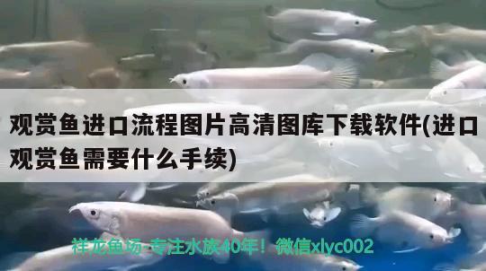 观赏鱼进口流程图片高清图库下载软件(进口观赏鱼需要什么手续)