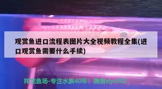 观赏鱼进口流程表图片大全视频教程全集(进口观赏鱼需要什么手续) 观赏鱼进出口