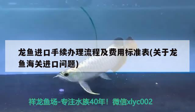 龙鱼进口手续办理流程及费用标准表(关于龙鱼海关进口问题) 观赏鱼进出口