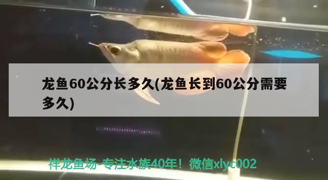 龙鱼60公分长多久(龙鱼长到60公分需要多久)