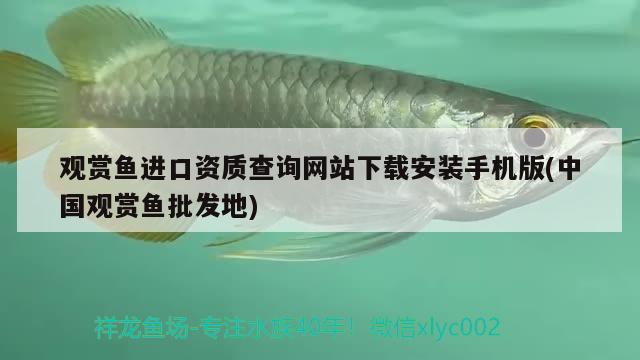 观赏鱼进口资质查询网站下载安装手机版(中国观赏鱼批发地) 观赏鱼进出口