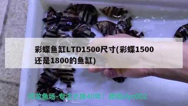 彩蝶鱼缸LTD1500尺寸(彩蝶1500还是1800的鱼缸) 福魟魟鱼