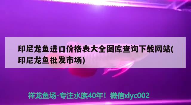 印尼龙鱼进口价格表大全图库查询下载网站(印尼龙鱼批发市场) 龙鱼批发