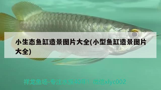 小生态鱼缸造景图片大全(小型鱼缸造景图片大全) 广州水族器材滤材批发市场