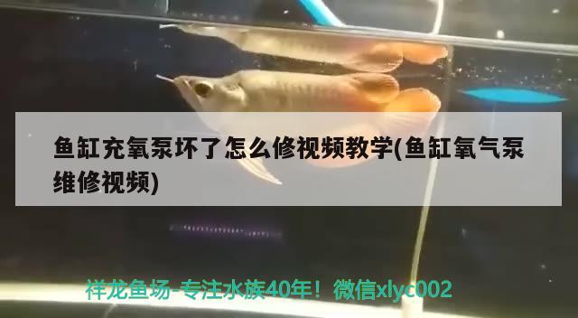 鱼缸充氧泵坏了怎么修视频教学(鱼缸氧气泵维修视频)