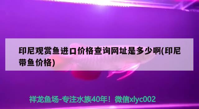 印尼观赏鱼进口价格查询网址是多少啊(印尼带鱼价格) 观赏鱼进出口