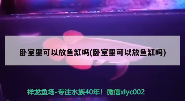 卧室里可以放鱼缸吗(卧室里可以放鱼缸吗) 养鱼的好处