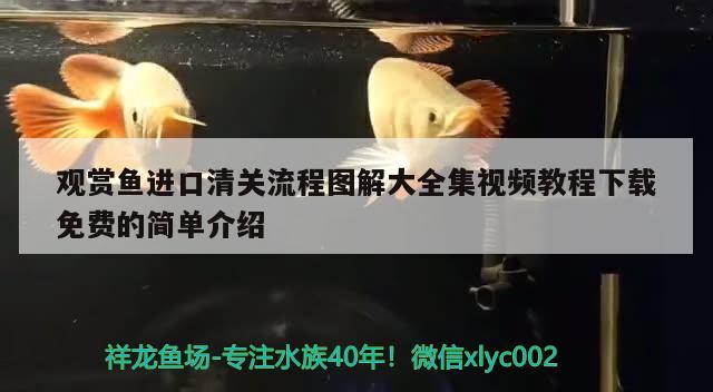 观赏鱼进口清关流程图解大全集视频教程下载免费的简单介绍 观赏鱼进出口