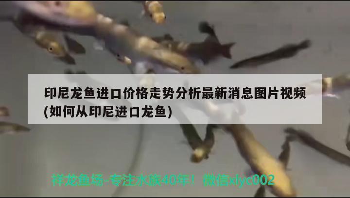 印尼龙鱼进口价格走势分析最新消息图片视频(如何从印尼进口龙鱼) 观赏鱼进出口