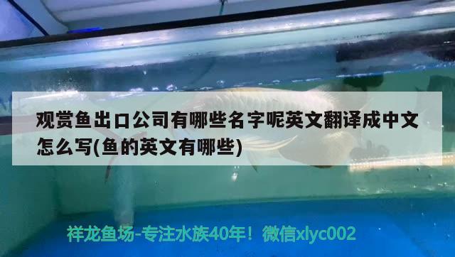 观赏鱼出口公司有哪些名字呢英文翻译成中文怎么写(鱼的英文有哪些)