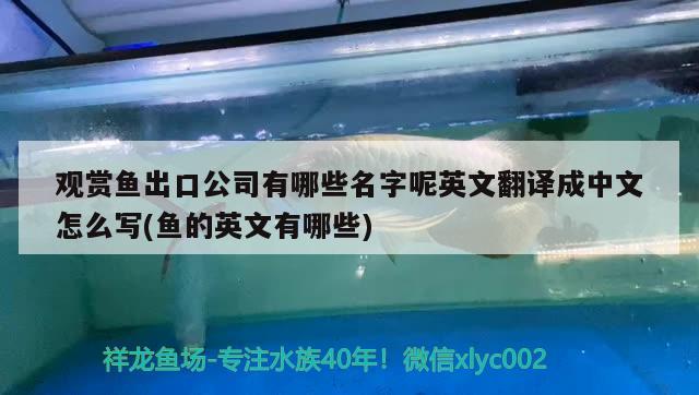 观赏鱼出口公司有哪些名字呢英文翻译成中文怎么写(鱼的英文有哪些) 观赏鱼进出口