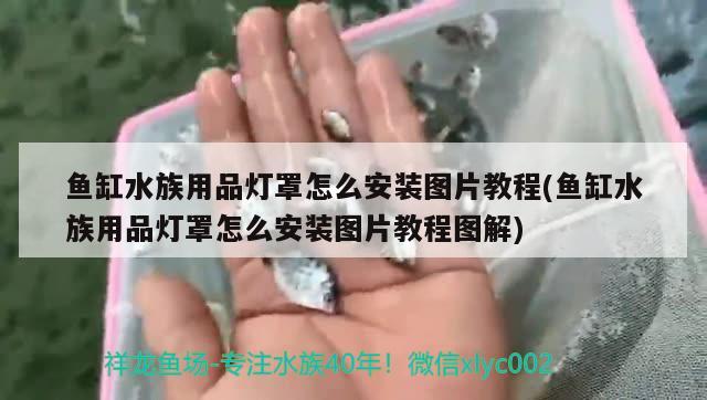 鱼缸水族用品灯罩怎么安装图片教程(鱼缸水族用品灯罩怎么安装图片教程图解)