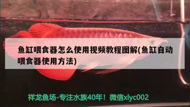 鱼缸喂食器怎么使用视频教程图解(鱼缸自动喂食器使用方法) 喂食器