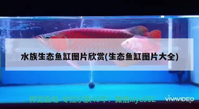 水族生态鱼缸图片欣赏(生态鱼缸图片大全) 白子银版鱼 第2张