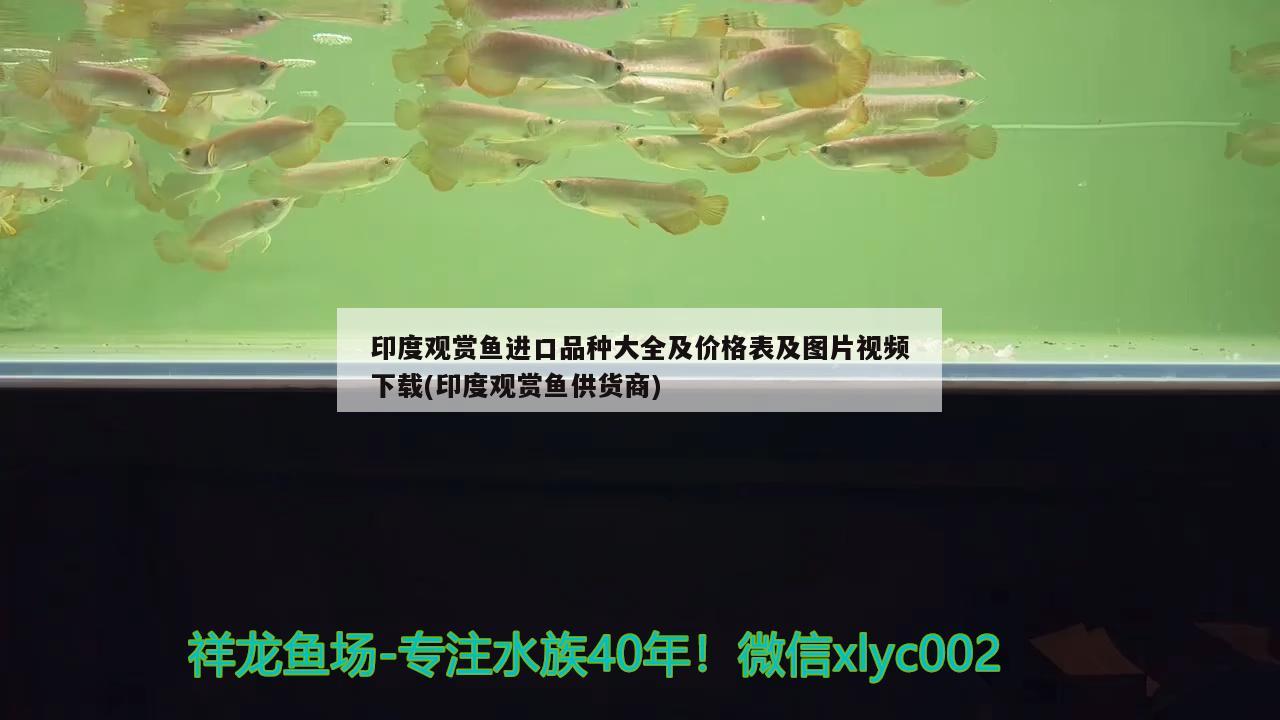 印度观赏鱼进口品种大全及价格表及图片视频下载(印度观赏鱼供货商)