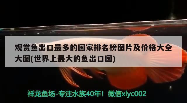 观赏鱼出口最多的国家排名榜图片及价格大全大图(世界上最大的鱼出口国) 观赏鱼进出口