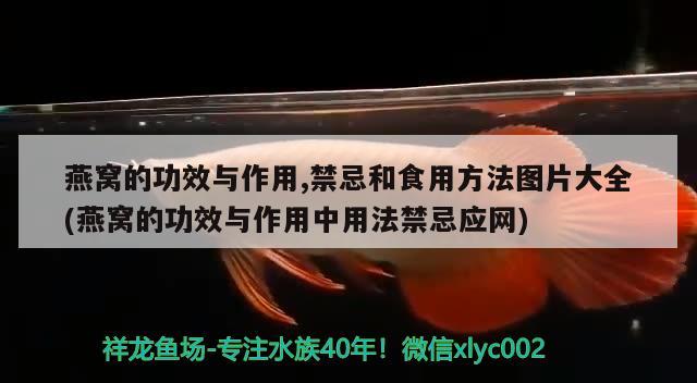 燕窝的功效与作用,禁忌和食用方法图片大全(燕窝的功效与作用中用法禁忌应网)