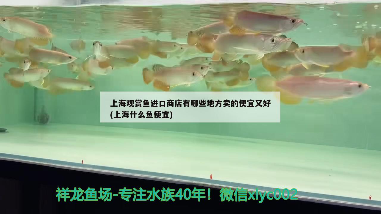 上海观赏鱼进口商店有哪些地方卖的便宜又好(上海什么鱼便宜)