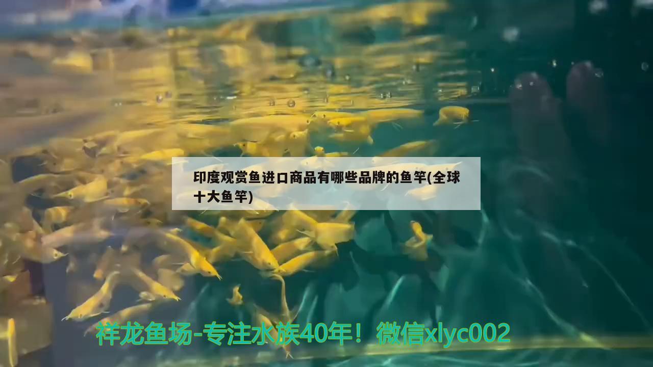 印度观赏鱼进口商品有哪些品牌的鱼竿(全球十大鱼竿) 垂钓乐园