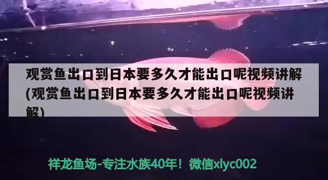 观赏鱼出口到日本要多久才能出口呢视频讲解(观赏鱼出口到日本要多久才能出口呢视频讲解)