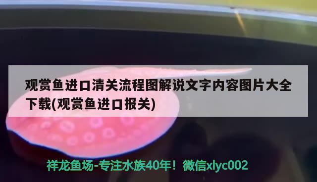 观赏鱼进口清关流程图解说文字内容图片大全下载(观赏鱼进口报关) 观赏鱼进出口