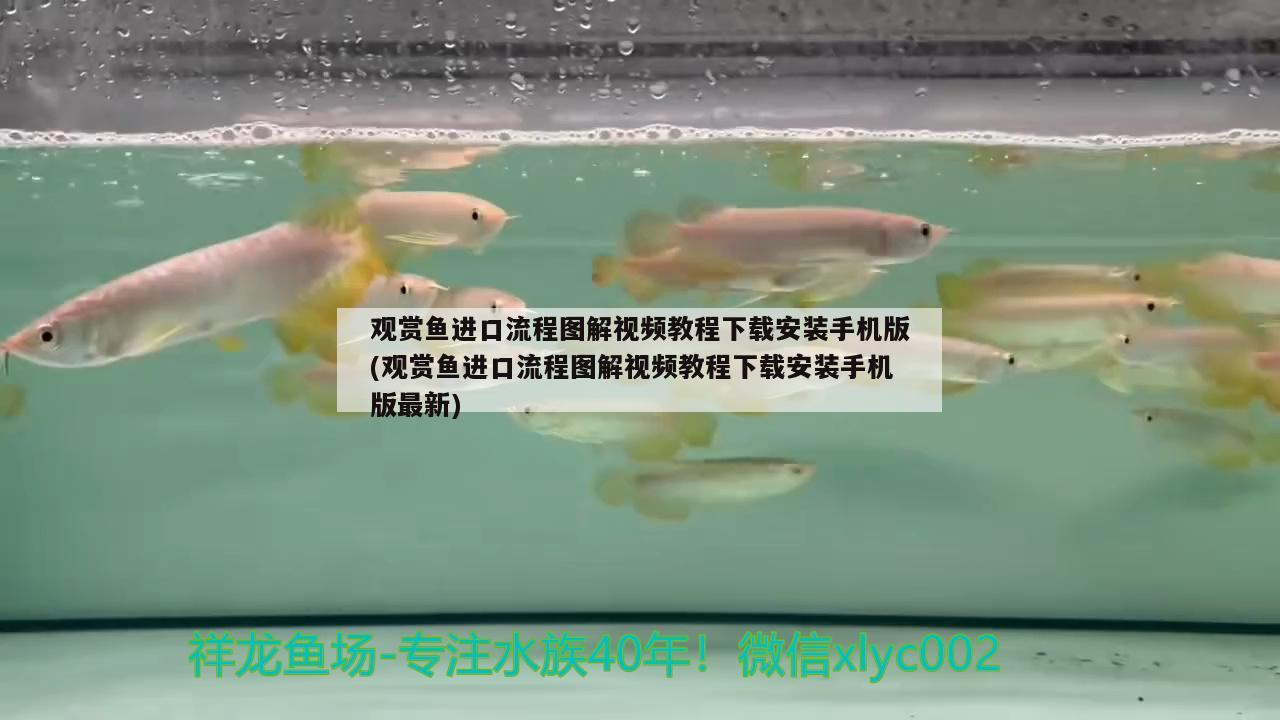 观赏鱼进口流程图解视频教程下载安装手机版(观赏鱼进口流程图解视频教程下载安装手机版最新)