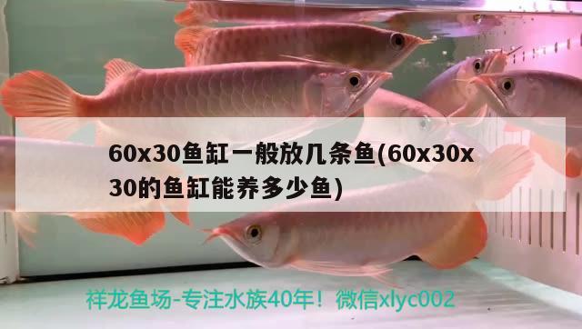 60x30鱼缸一般放几条鱼(60x30x30的鱼缸能养多少鱼) 电鳗