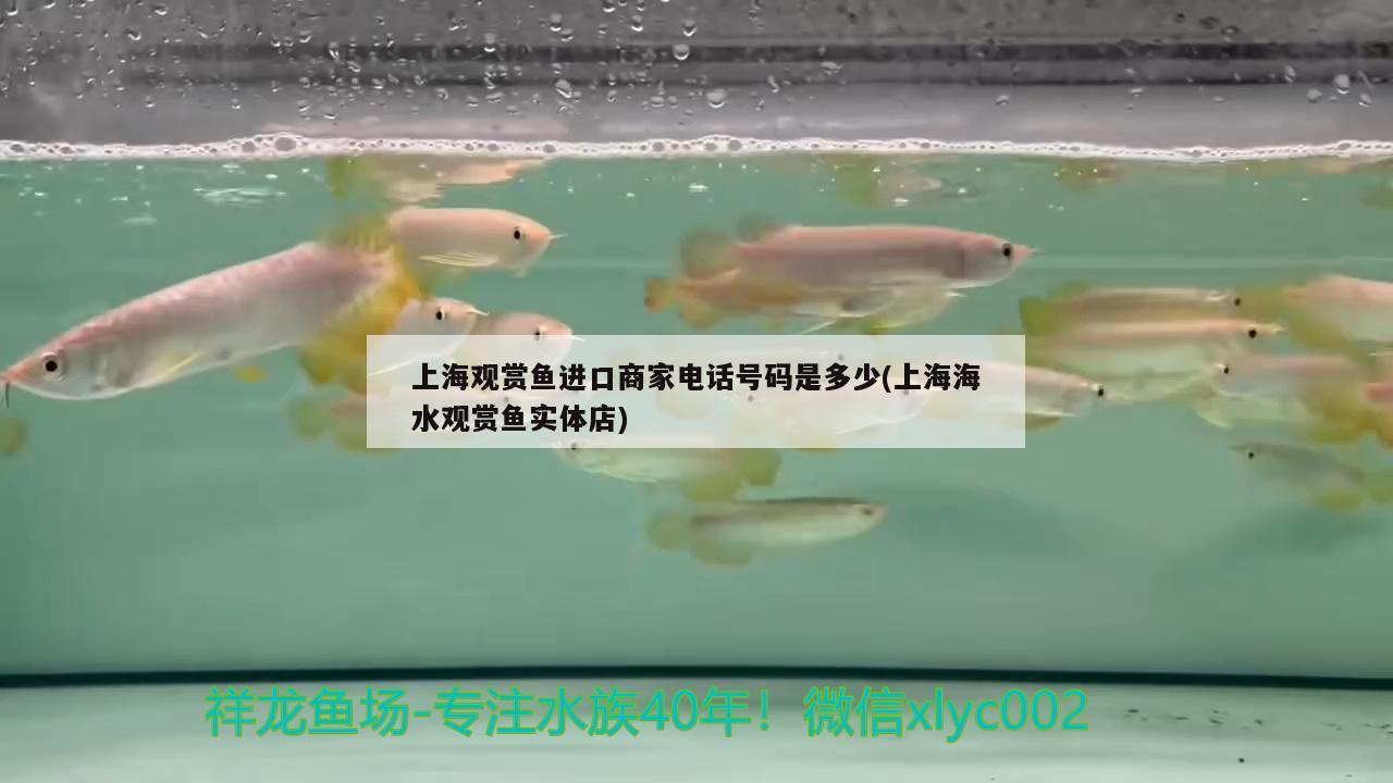 上海观赏鱼进口商家电话号码是多少(上海海水观赏鱼实体店) 观赏鱼进出口