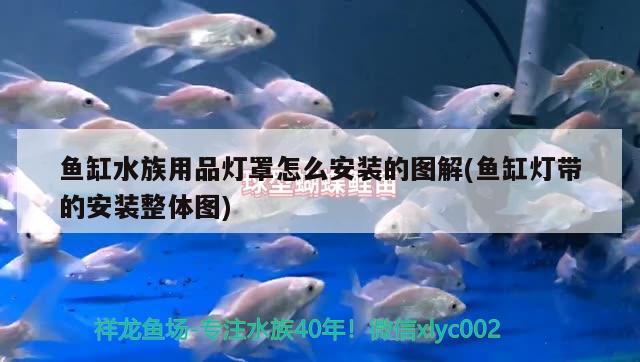 鱼缸水族用品灯罩怎么安装的图解(鱼缸灯带的安装整体图) 水族用品